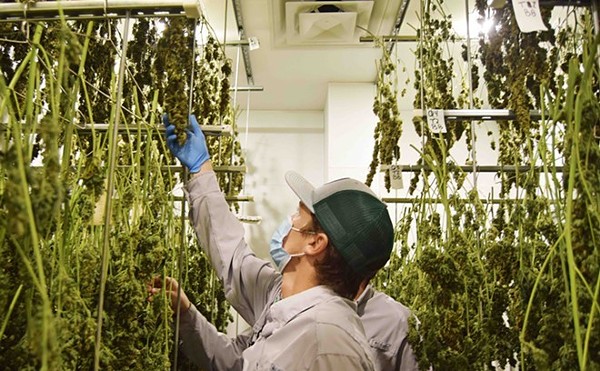 A worker for medical marijuana supplier Texas Original Compassionate Cultivation works in its growing facility.