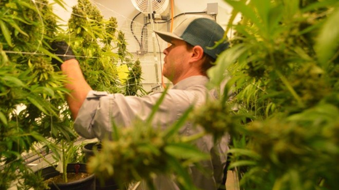 A worker at one of Texas' approved cannabis suppliers harvests buds at a grow operation.