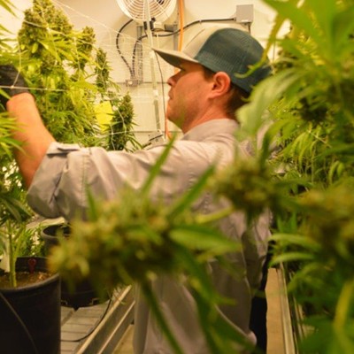 A worker at one of Texas' approved cannabis suppliers harvests buds from marijuana plants.