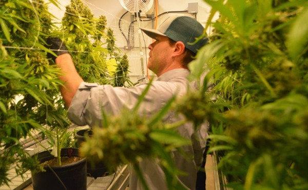 A worker at one of Texas' approved cannabis suppliers harvests buds from marijuana plants.