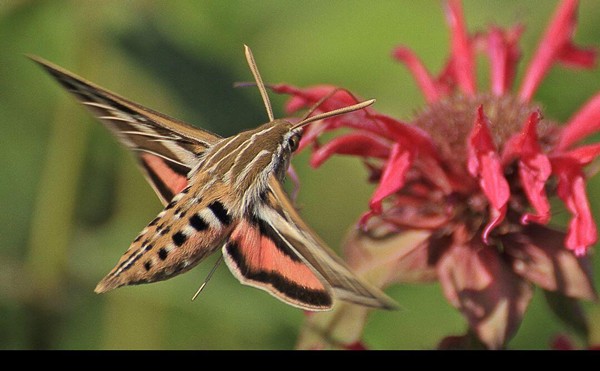 Moth Night