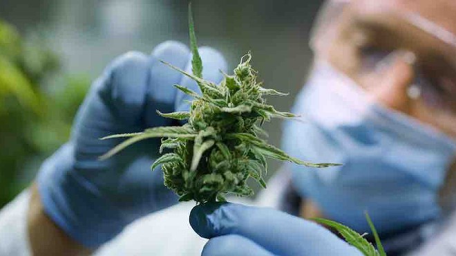 A worker handles buds in a greenhouse.