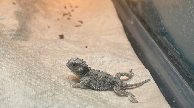 A baby horned toad lays inside a cage at the Center for Conservation & Research at the San Antonio Zoo. The horned toads are identified by the crown of horns found on their heads.