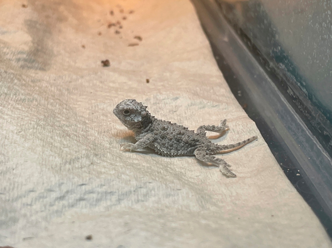 A baby horned toad lays inside a cage at the Center for Conservation & Research at the San Antonio Zoo. The horned toads are identified by the crown of horns found on their heads. - Courtesy / San Antonio Zoo