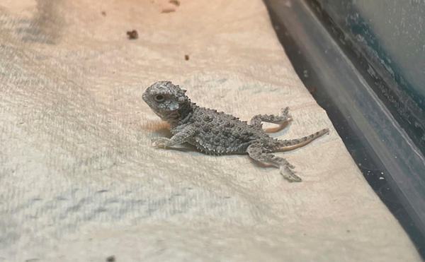 A baby horned toad lays inside a cage at the Center for Conservation & Research at the San Antonio Zoo. The horned toads are identified by the crown of horns found on their heads.